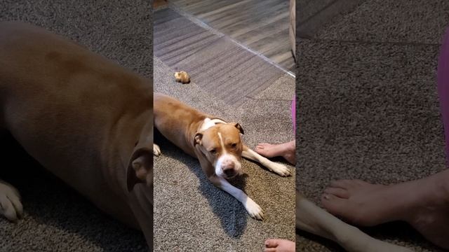 Buddy Wrinkles смотреть онлайн