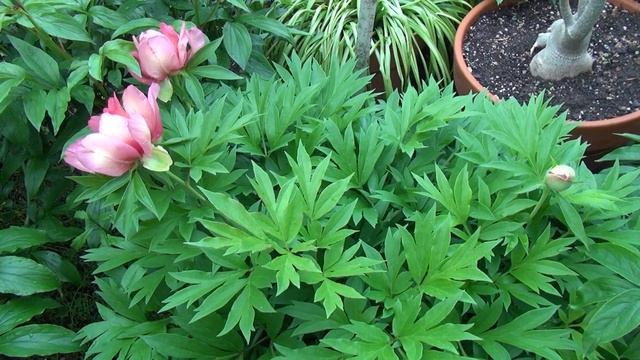 Peony Garden 5-5-2017 - Itoh Peony: Julia Rose смотреть онлайн