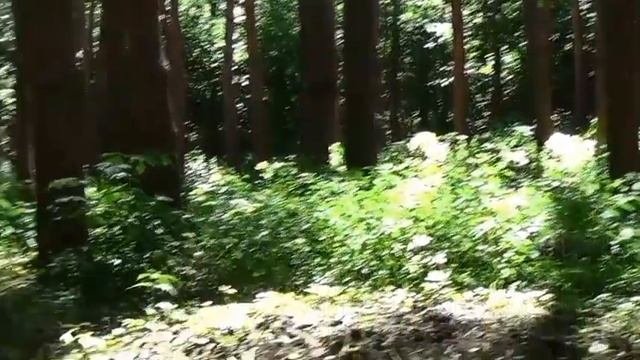 Кисловодский парк.Тайные дорожки близ Долины роз смотреть онлайн