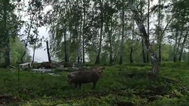 Две свинушки на прогулки смотреть онлайн