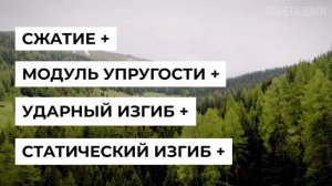 Лиственница: Главный символ Сибири | Интересные факты про лиственницу