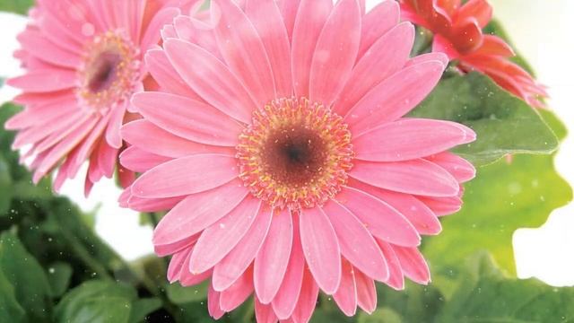 Как Выращивать Герберу из семян дома смотреть онлайн