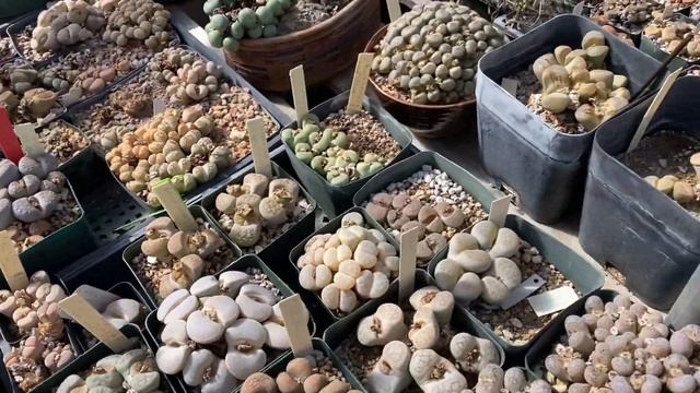 PLANT SHOPPING IN AZ EP #1 - Plants for the Southwest nursery #Lithops #Conophytum #Ariocarpus смотреть онлайн