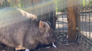 Australian Animals for Kids | Learn About Kangaroo and Koala for Kids with Aldo