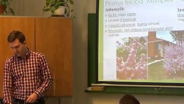 Prunus triloba 'Multiplex' - Babarózsa смотреть онлайн