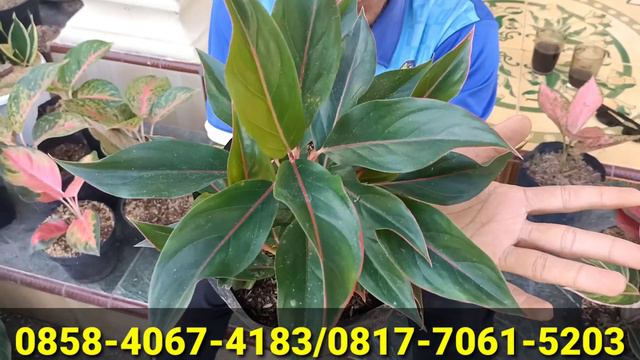 BEDA LAGI ⁉️ TRI COLOR MURAH‼️ MULAI SERBA 30 RIBUAN 🥰 PROMO AGLONEMA DI SENTRA AGLAONEMA MURAH смотреть онлайн