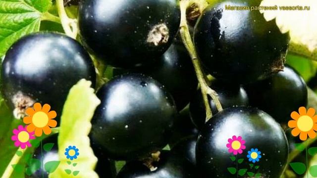 Смородина черная Грация. Краткий обзор, описание характеристик ribes nigrum Graciya смотреть онлайн
