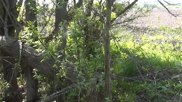 ловля соловья и славки смотреть онлайн