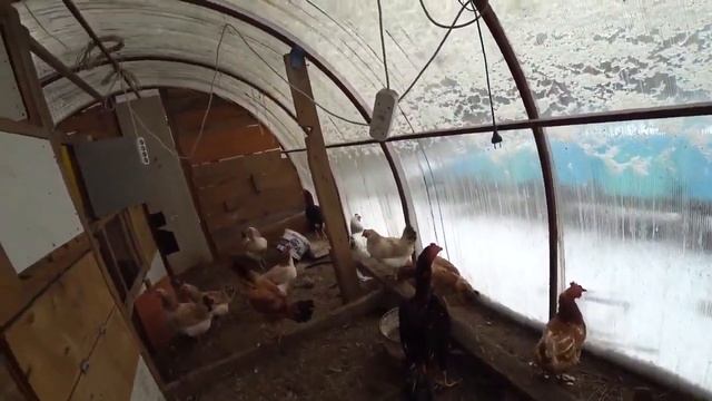 Куры порода Дакан, Феникс и Загорские ласосевые 1 смотреть онлайн