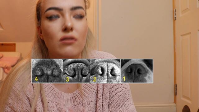 Guide to buying a French Bulldog | Tips & Advice & my frenchies смотреть онлайн