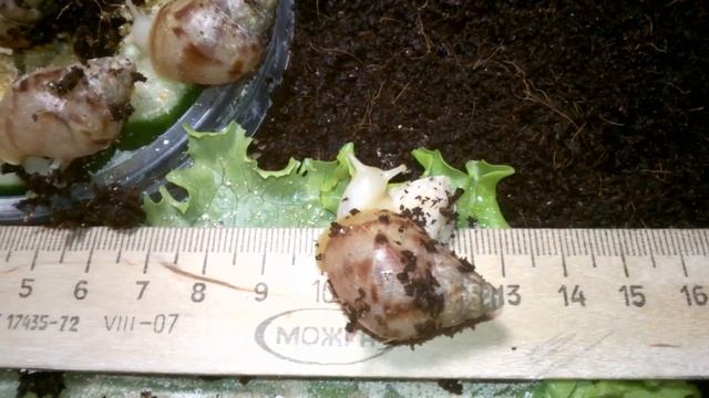 Улитята ахатина фулика альбино боди.