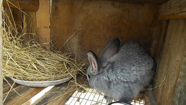 Можно ли кроликам пшеницу Кролиководство смотреть онлайн