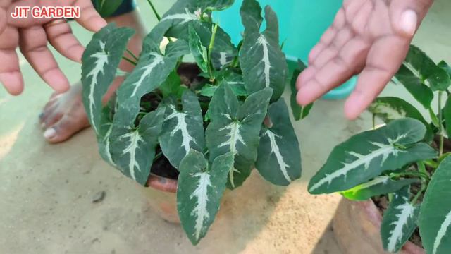 Varieties Of Syngonium With Name and Care Tips | Best Way To Grow Syngonium Plant| смотреть онлайн