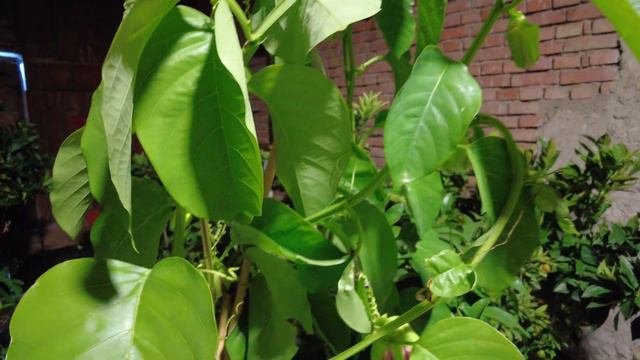Die Eiskönigin der Passionsblumen // Passiflora quadrangularis - Königs-Granadilla смотреть онлайн