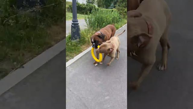 ЧЕМ ЗАНЯТЬ СОБАК НА ПРОГУЛКЕ смотреть онлайн