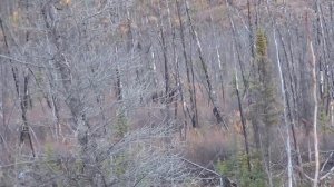 Охота на лося на реву.  Обучающий материал