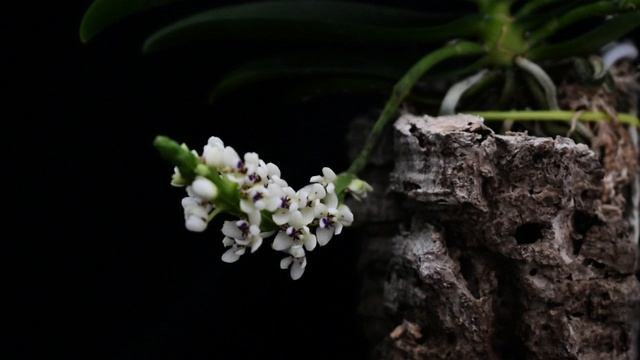 TUBEROLABIUM KOTOENSE - описание и основы ухода смотреть онлайн