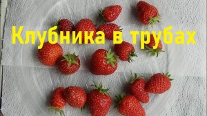 Клубника над землёй в трубах