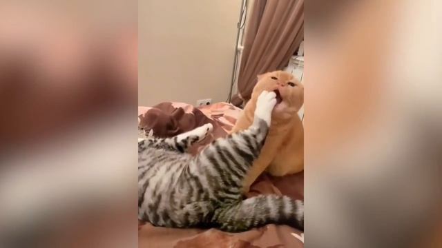 Смешные котики #65.mp4 смотреть онлайн