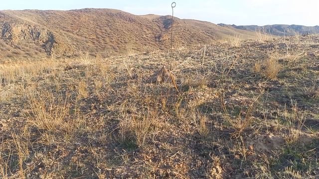 охота на куропатка hunting for chukar keklik avı смотреть онлайн