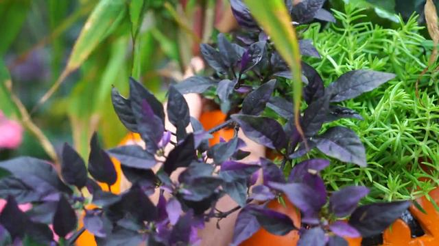 🎃Jack-O'- Lantern Planter! Halloween Container Garden!🎃 смотреть онлайн