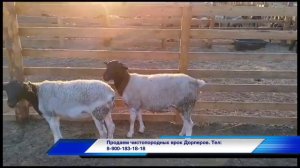 Продаем ярок Дорперов: чистопородные овцы