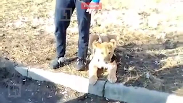 В Рыбацком на поводке выгуливали львёнка смотреть онлайн
