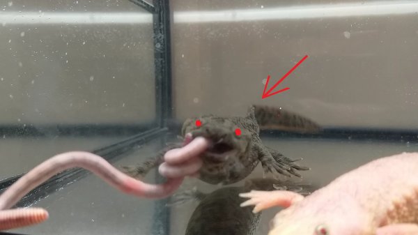 атака тритона / тритон против червя / живое кормление