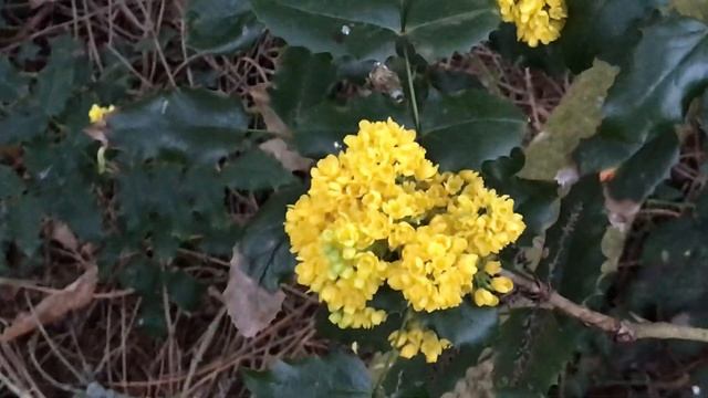 Mahonia à feuilles de houx 'Mahonia aquifolium' Feuillage piquant et fragrance suave смотреть онлайн
