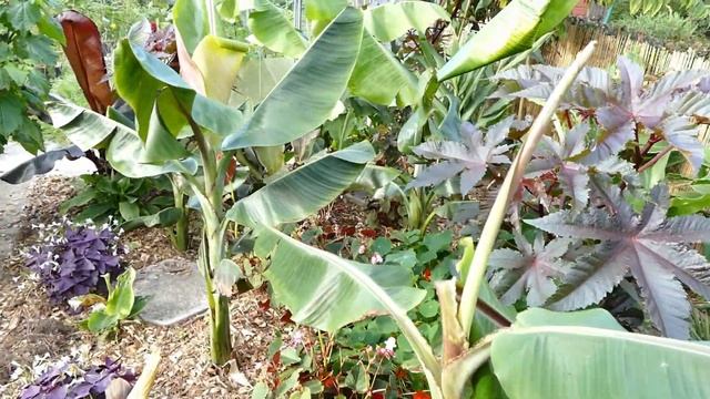 Planting Crocus And Fritillaria Bulbs (With Spring Update And Time Lapse) смотреть онлайн