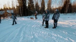 Питомник лаек Олега Якименко «Урал»