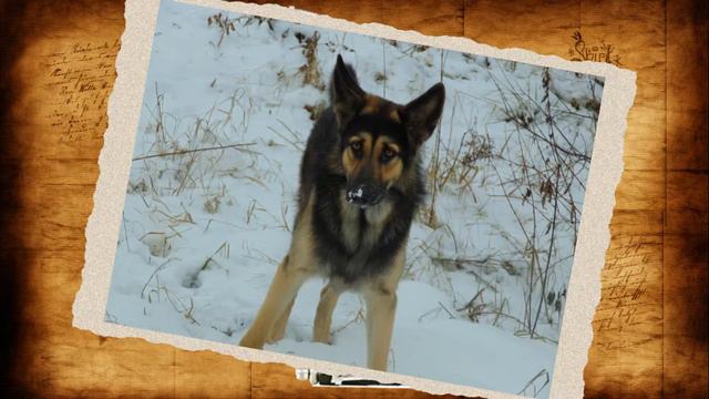 презентация для собаки (овчарка) смотреть онлайн