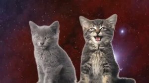 Топ 5 песен котов.