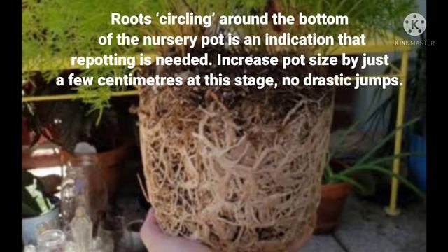 asparagus fern/asparagus fern care in tamil смотреть онлайн