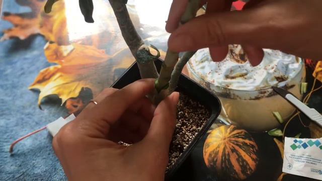 Вместе прививаем на адениум махровую веточку Black Amaryllis смотреть онлайн