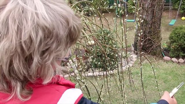 ИВА ПЕНДУЛА-стрижка в мае формирование зонтом смотреть онлайн