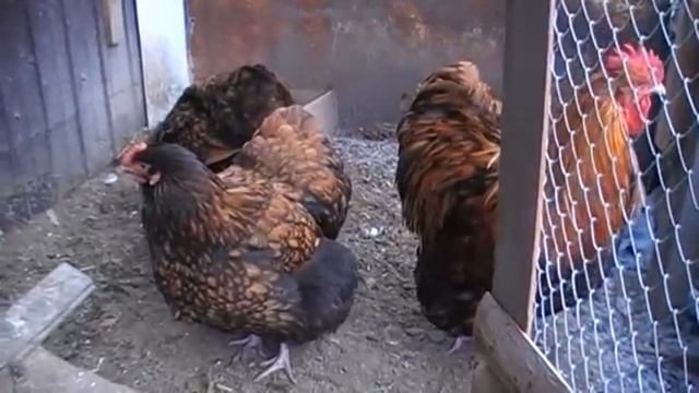 ОРПИНГТОНЫ ЗОЛОТИСТОчерноОКАЙМЛЕННЫЕ порода кур ОБЗОР смотреть онлайн