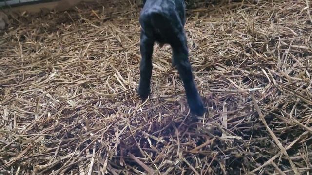 Окот 2022года. Начало!!! смотреть онлайн