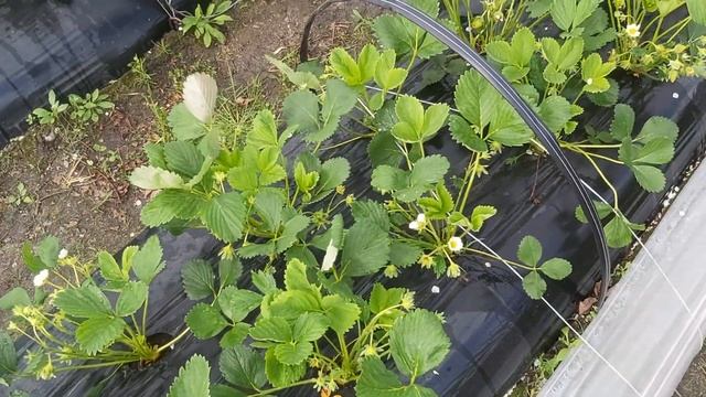 Хрущ на клубнике, уничтожение урожая смотреть онлайн