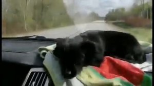 Моя собака и её друзья.  Порода помчи. Померанкий шпиц и чихуахуа. Alex Flight. Pomchi