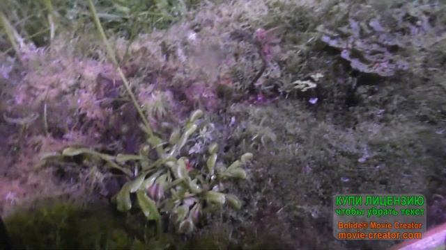 Поездка при помощи сервиса попутчиков Bla Bla Car что со мной приключилось и встреча с ..... смотреть онлайн