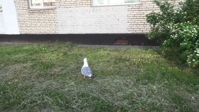 Прогулка по городу. смотреть онлайн