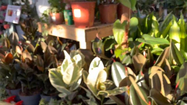 MONSTERA VARIEGATA MELANO WHITE PRINCESS PÉPITES AU JARDILAND BOUSCAT смотреть онлайн