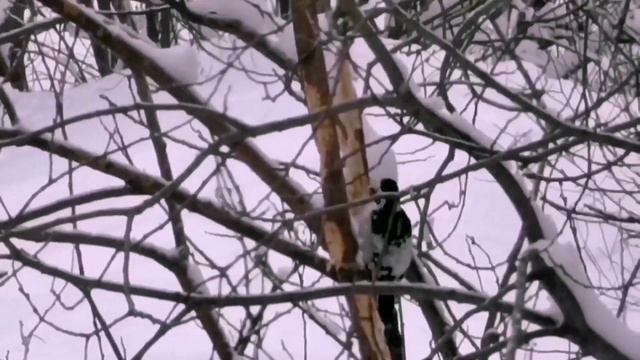 Дятел - труженик.mp4 смотреть онлайн