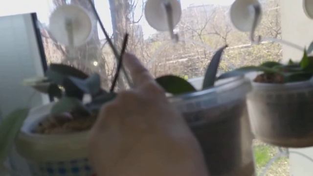 Деточка орхидеечки Фламинго Джаз цветет.🌺 смотреть онлайн
