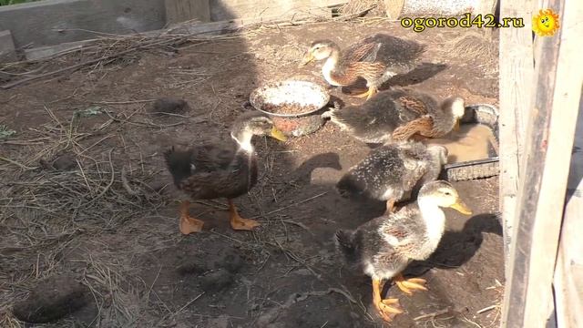 Сложно ли устройство курятника? Горожанка стала сельской жительницей и делится своими секретами смотреть онлайн