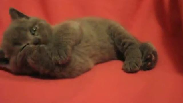 Британский котенок питомник Greycat www.grey-cats.ru смотреть онлайн
