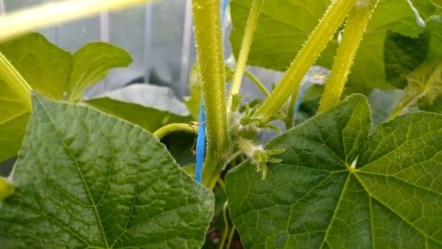 Огурец Герман F1 и огурец Паратунка F1. смотреть онлайн