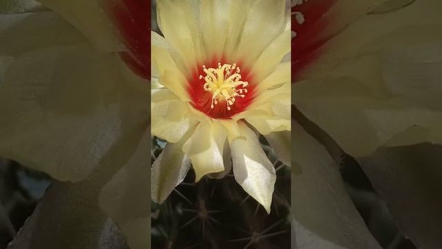 Hamatocactus bloom смотреть онлайн