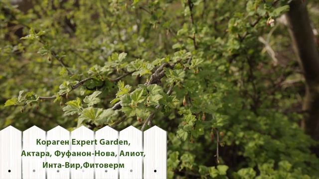 НЕ ЗАБУДЬТЕ обработать крыжовник от вредителей и болезней смотреть онлайн